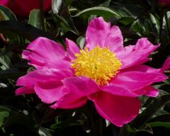 Tapeta Nature Flowers 179.jpg